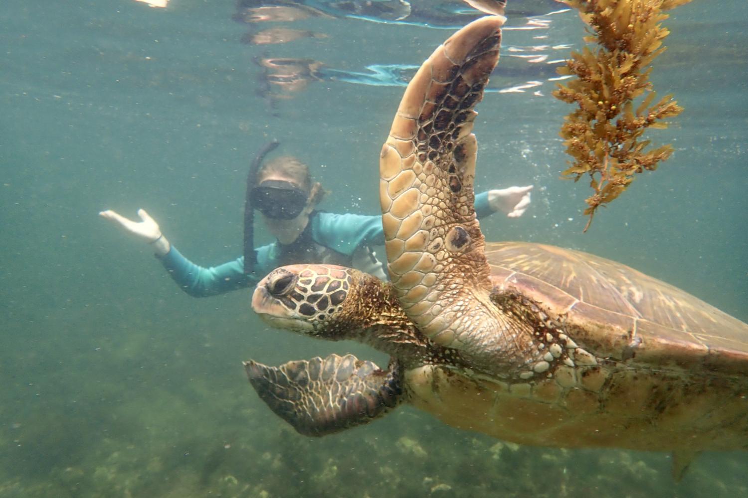 一名<a href='http://udwuvuku.china-ads.net'>bv伟德ios下载</a>学生在Galápagos群岛游学途中与一只巨龟游泳.
